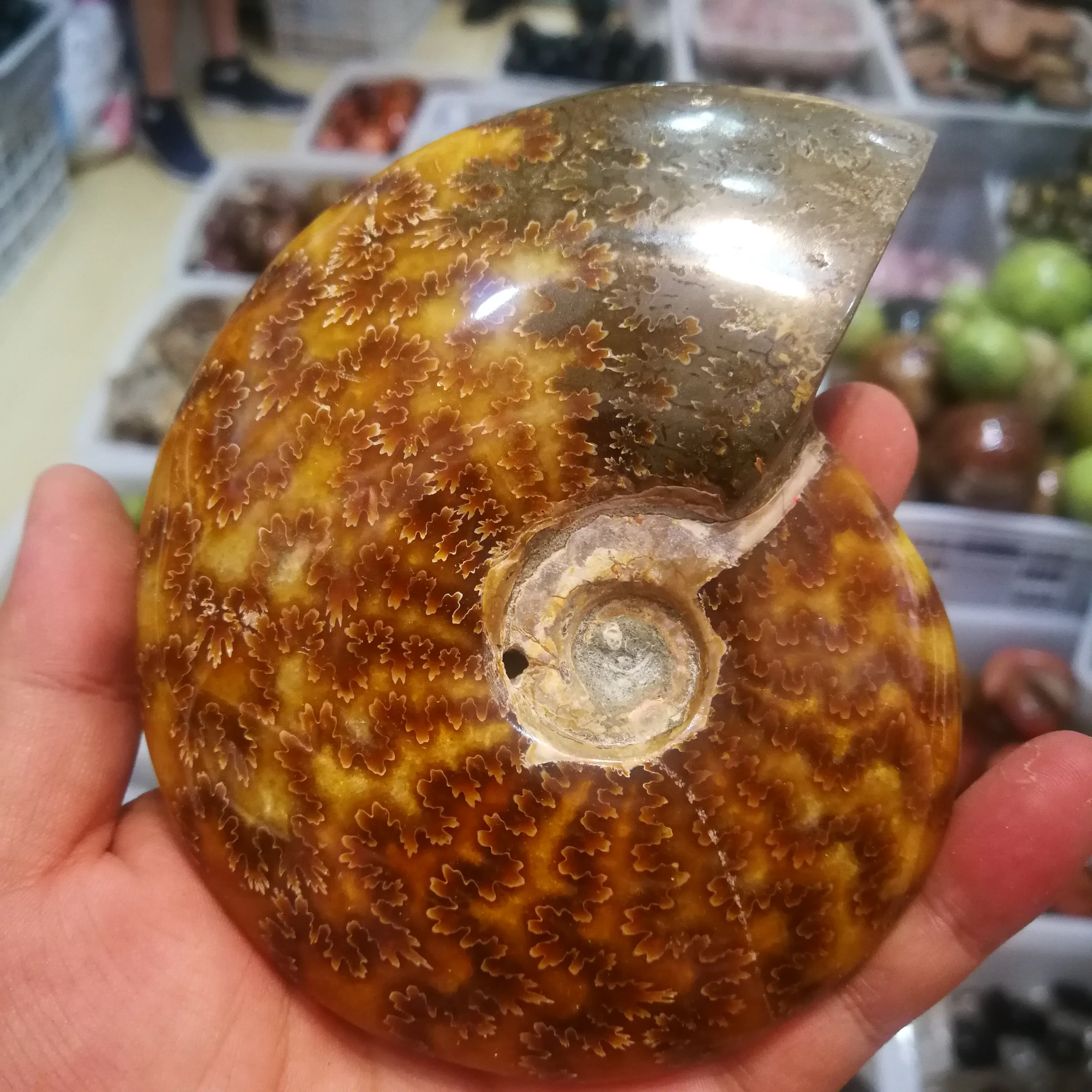 

Natural Conch Fossil Specimens From Madagascar