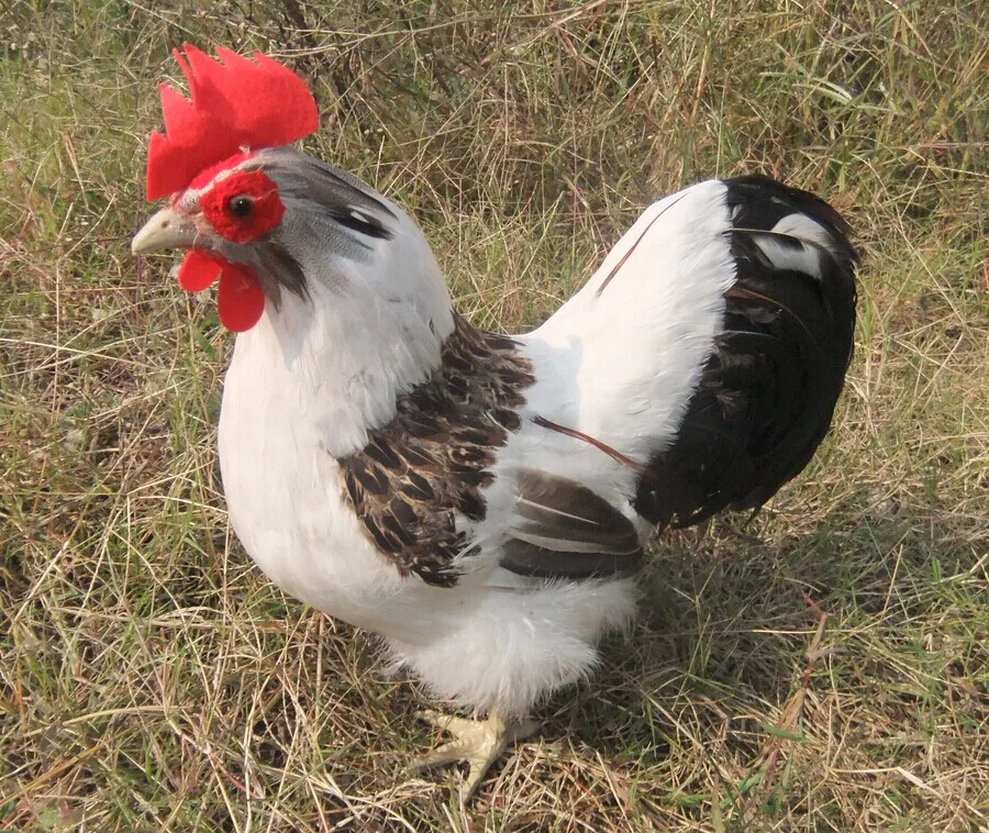 

Искусственный куриный перышок, свадебные подарки, большой белый цветок петуха