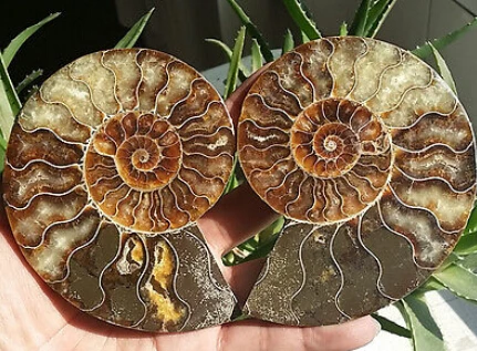 002092 1 пара полуобрезанный корпус аммония Jurrassic Fossil образец из Мадагаскара|specimen| |