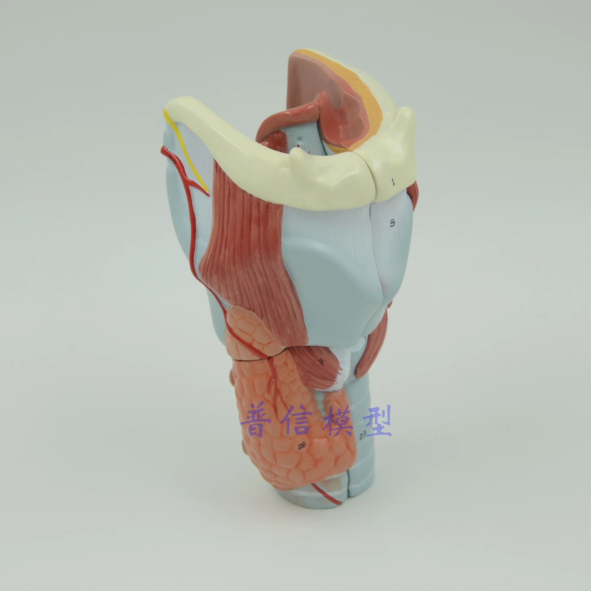 Бесплатная доставка и 2x модель анатомии ларингеи анатомия горла увеличение