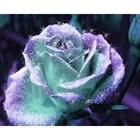 Полная квадратнаякруглая Алмазная вышивка фиолетовая Роза 5D сделай сам алмазная живопись вышивка крестиком Стразы мозаика F21