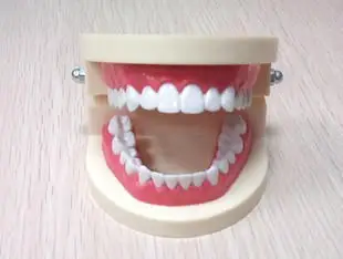 

Early Learning Dental teaching model Brushing aids free shipping