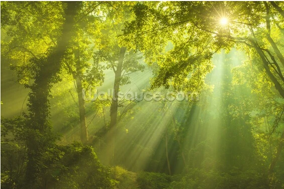 Настенные обои на заказ с изображением природного леса неба настенные 3D пейзажа