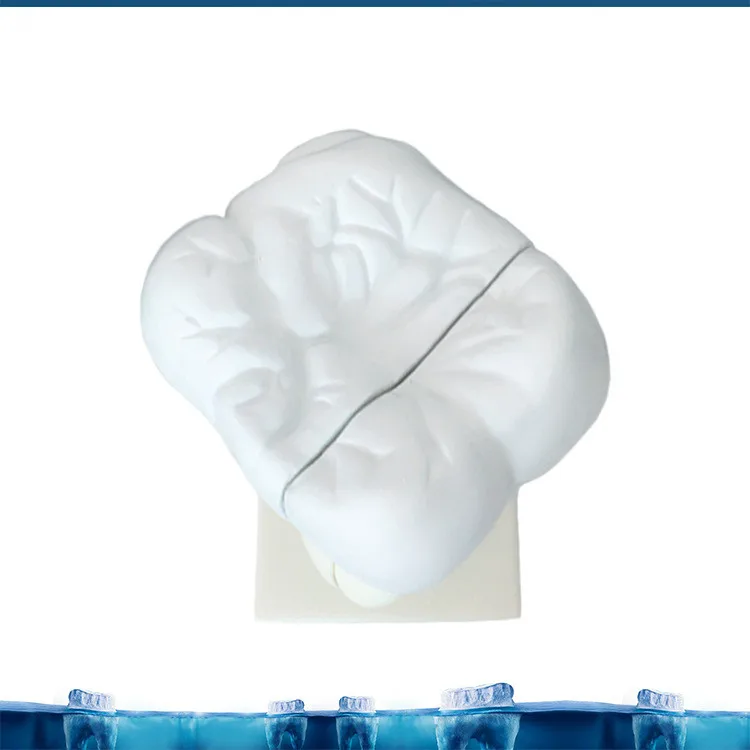 Large Dental Tooth Anatomy Dispaly Model Anatomical Teeth Nerve with Support Dentist Medical Science Teaching 30*16*16CM | Канцтовары