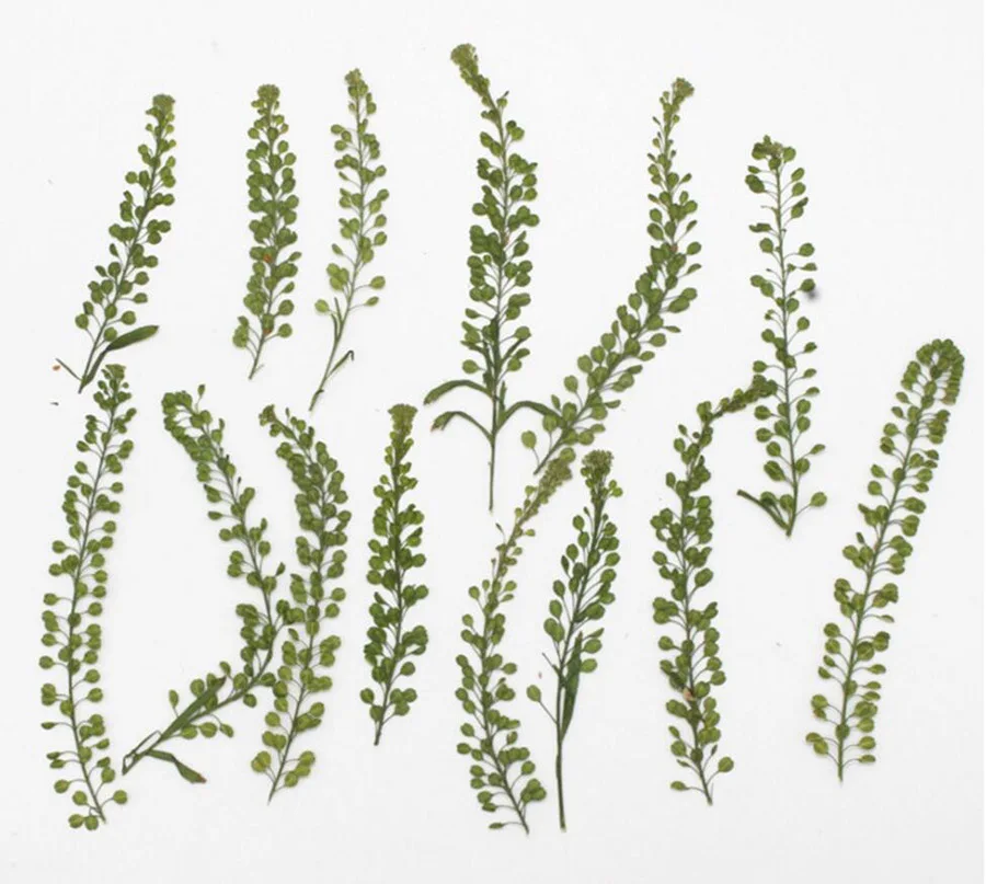 60 шт прессованный высушенный Lepidium Apetalum лист гербарий из растений для ювелирных изделий чехол для телефона закладка для скрапбукинга пригласительных открыток