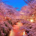 Набор для алмазной живописи GLymg, сделай сам, цветы вишни, квадратные стразы, мозаика для украшения стен