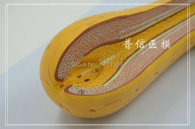 Бесплатная доставка корка для волос структура роста корней красота модель