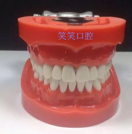 

Dentist Dental Practice Model Alternatively Tooth simulation free shipping
