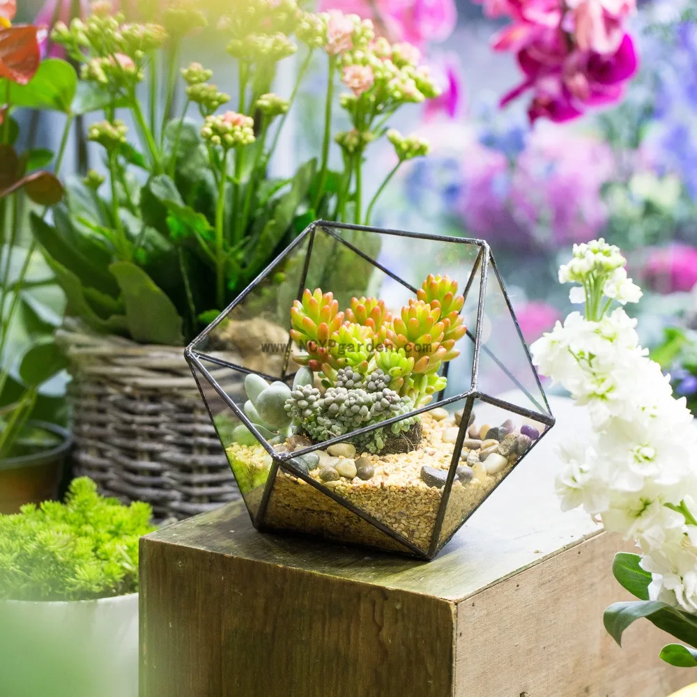 

Desktop Bowl Shape Flower Pot Table Centerpiece Vase Garden Plants Succulents Planter Flowerpot Bonsai Geometric Glass Terrarium