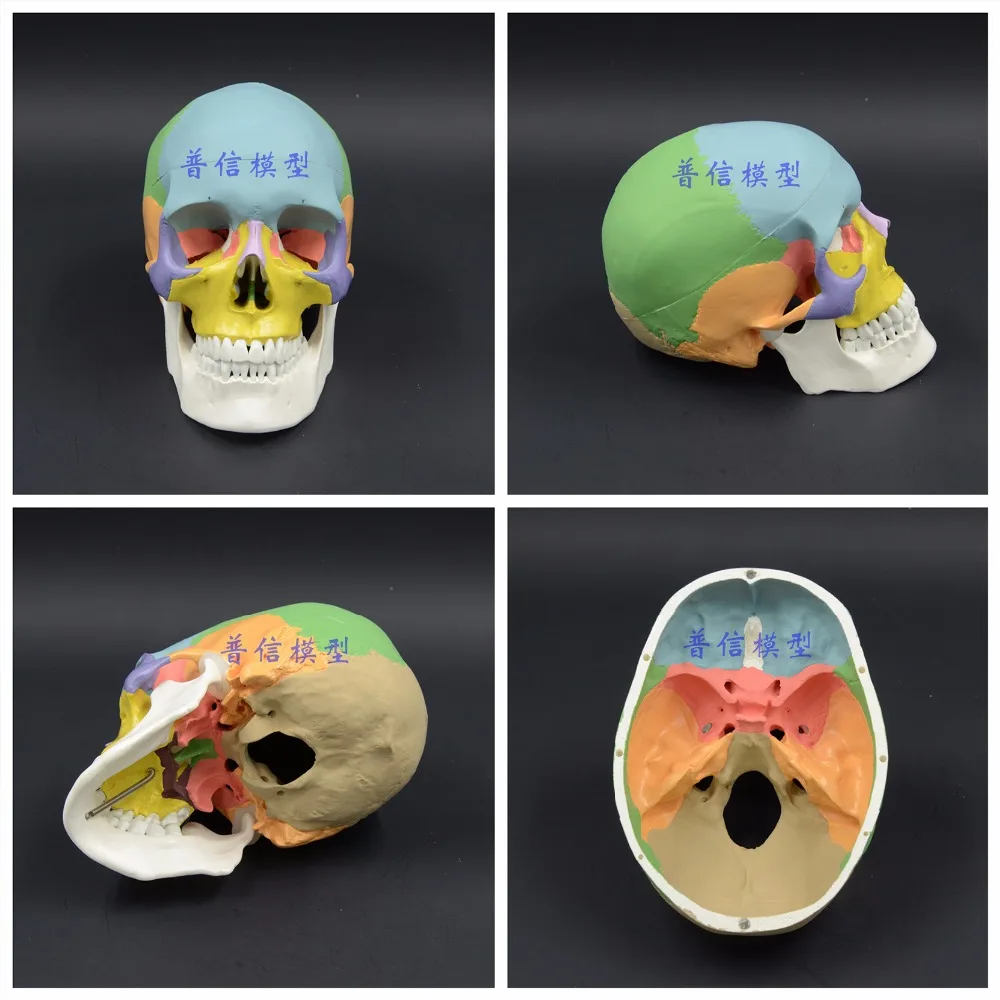 Модель головы натурального человека черепа взрослого анатомии медицинской