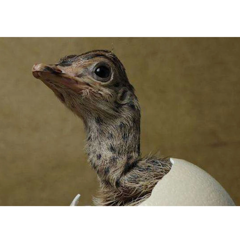 Камни в форме ромба/круглый дрель 5D DIY алмазная живопись &quotс изображением