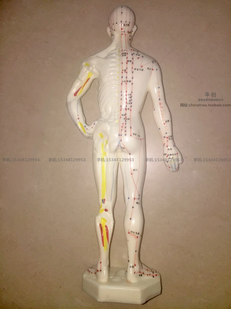 Медицинская модель точки меридиана человека суперчистая акупунктурная мужская
