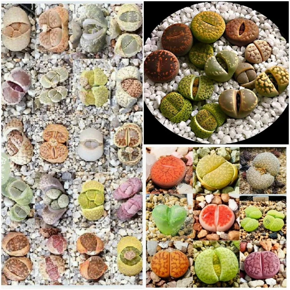 Rare stone flower! 50pcs Lithops- Succulents-- DIY home garden free shipping