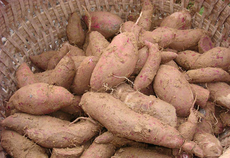 Картофельный арахисовый сладкий картофель к грязи стиральная машина Таро имбирь Очистительная Машина для чистки
