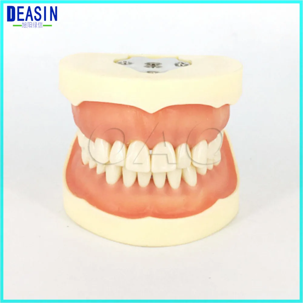 

2018 Dental All Teeth Removable Standard Teeth Tooth Model 32 PCS Teeth Student Learning Model