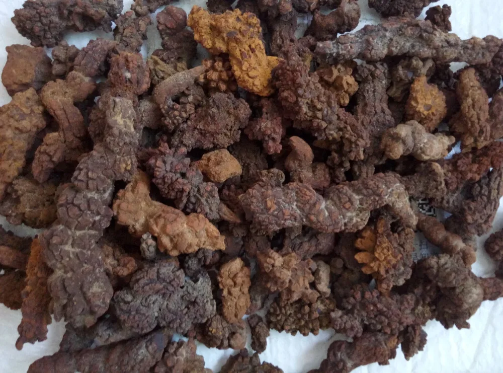 Оптовая цена! 2 2lb большой COPROLITE fossized динозавр Poop образец Fossi|fossi| |