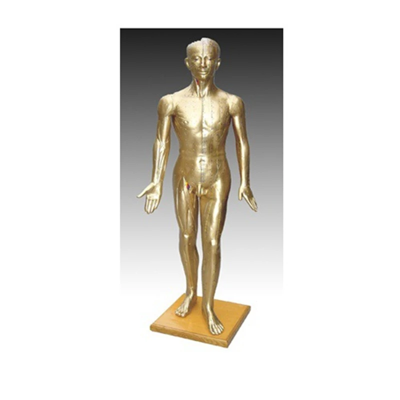 

Chinon 178CM Bronze Acupuncture Figure Traditional Chinese Medicine Model TCM Medical Science Student Teaching Traning Tools