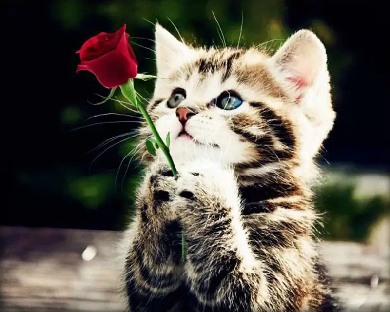 Сделай Сам рукоделие алмазная живопись вышивка крестиком милый кот роза детская