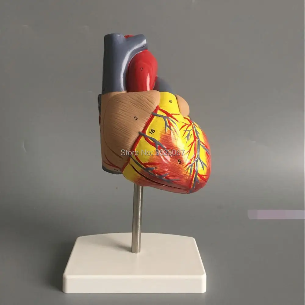 Медицинская l анатомическая модель скелета DELUXE HEART ANATOMY LIFE SIZE MODE зубов с esqueleto humano