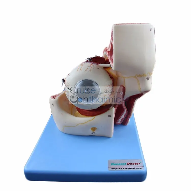 Орбита премиум класса и окулярные мышцы модель 5X глазного яблока | Для