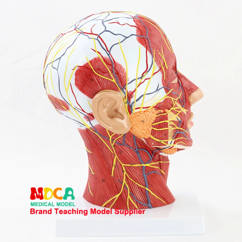 

Skull and Skull Medical Teaching MTG018 for Superficial Vascular Nerve Model of Human Head Sagittal Section