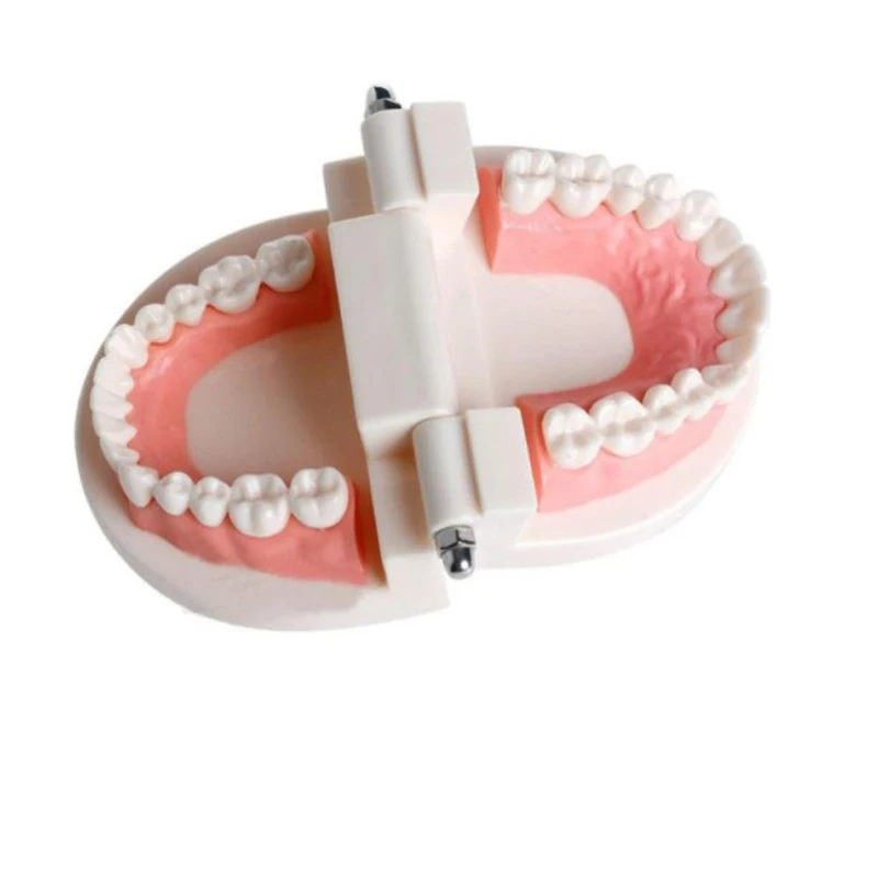 

Pro White Adult Standard Dental Teaching Study Typodont Demonstration Tool Teeth Model