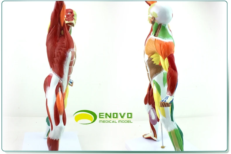 Тренировка мышц всего тела система тренировки 50*24 5*17 см | Канцтовары для офиса и