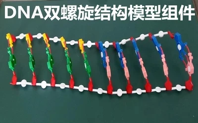 Компоненты модели двухспиральной структуры DNA Chromosome модель компонентов
