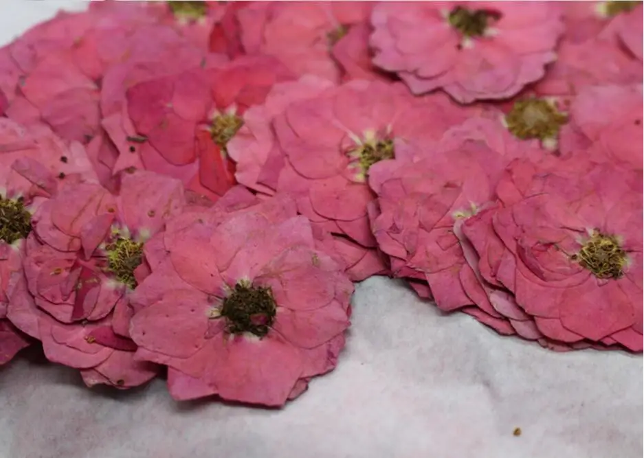 60 шт прессованный высушенный Pink Rosa Rugosa Thunb. Цветочная фотография для ювелирных