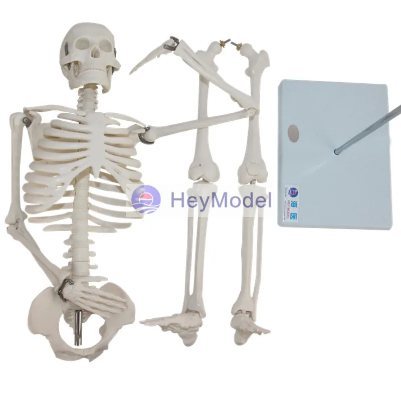 Модель скелета HeyModel из искусственного целого тела|skeleton model|skeletonskeleton body |
