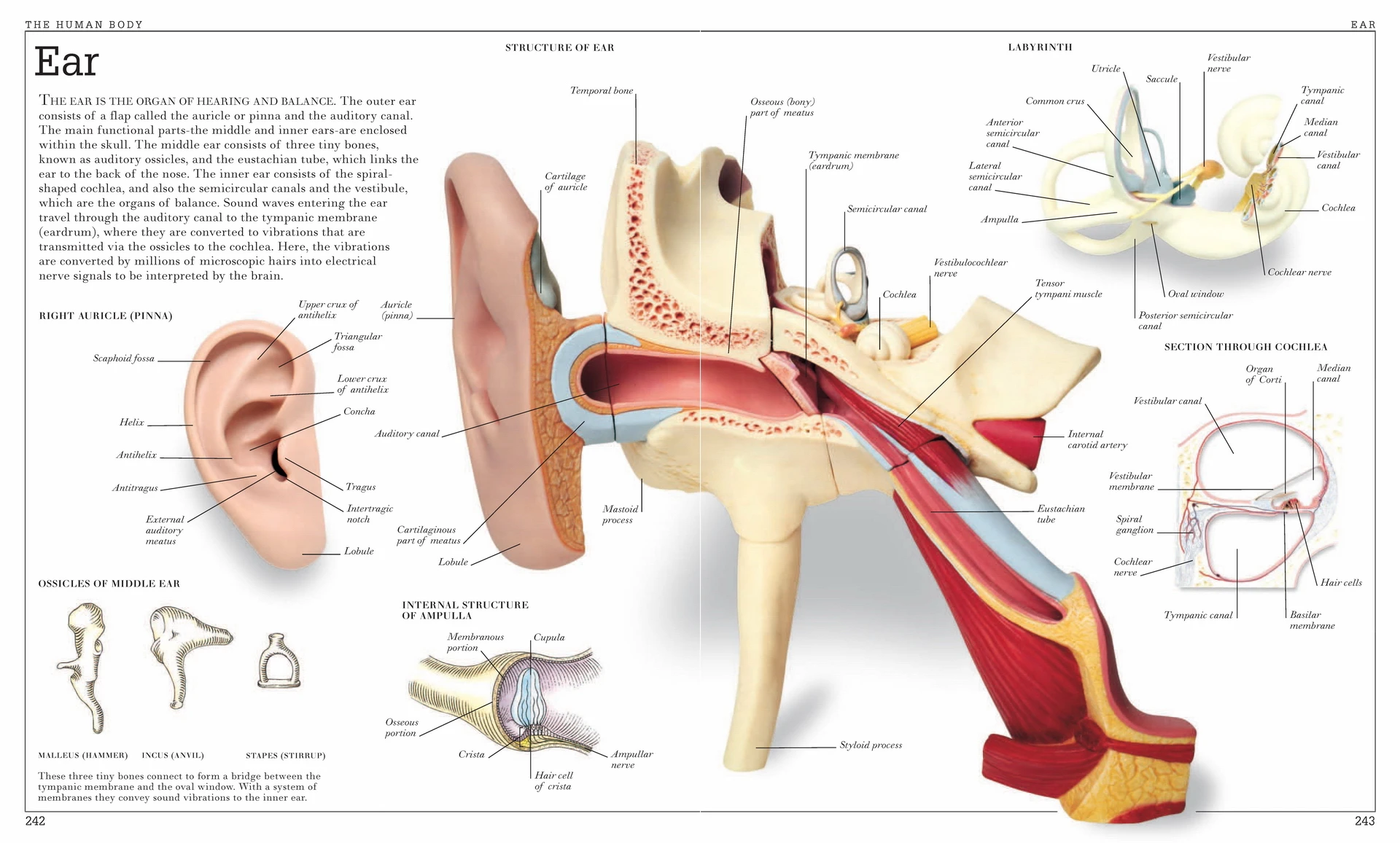 Винтажная Анатомия человека энциклопедия плакат мозг классические картины на