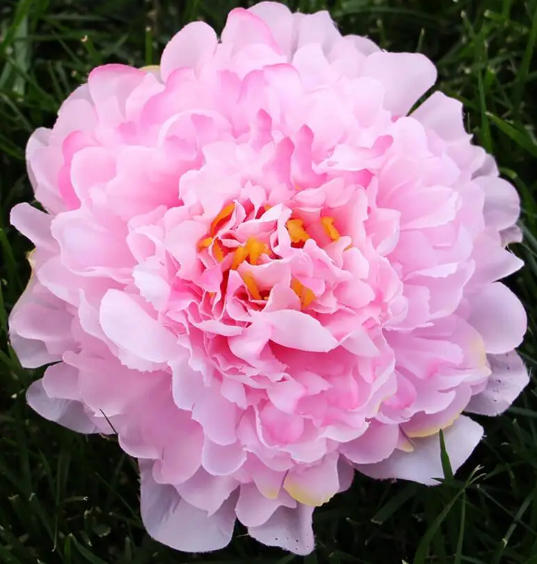pink 5 шт., эмуляция головы цветка, большие шелковые пионы, 18 см диаметр, украшение для головы цветка, аксессуары, свадебное украшение - Цвет: pink