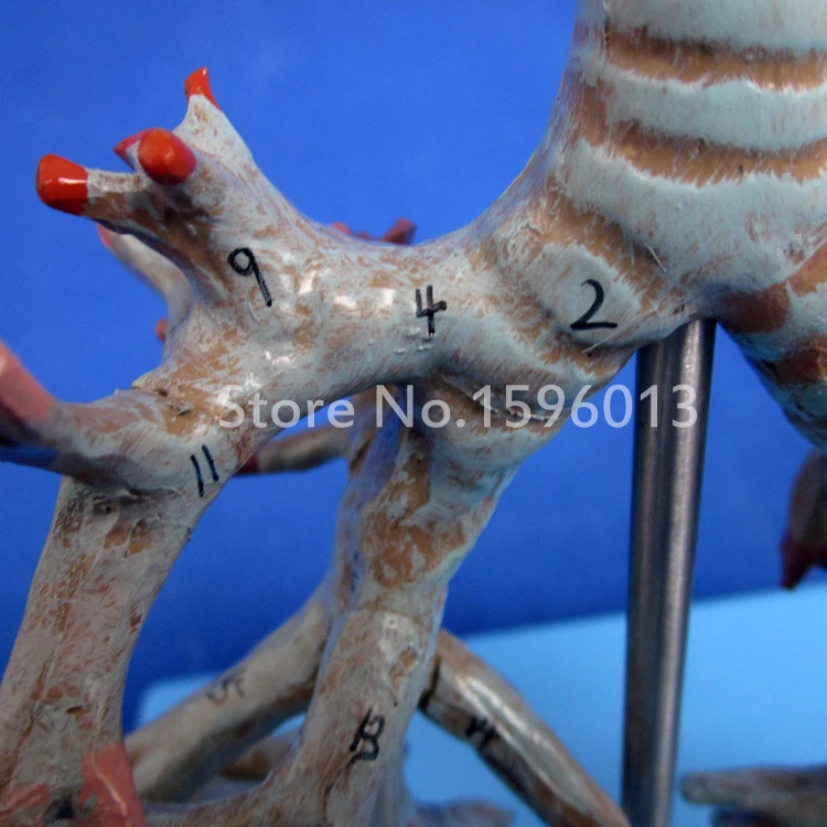 Яркая анатомическая модель бронхиального дерева человека|tree model|model scenery treestree ribbon