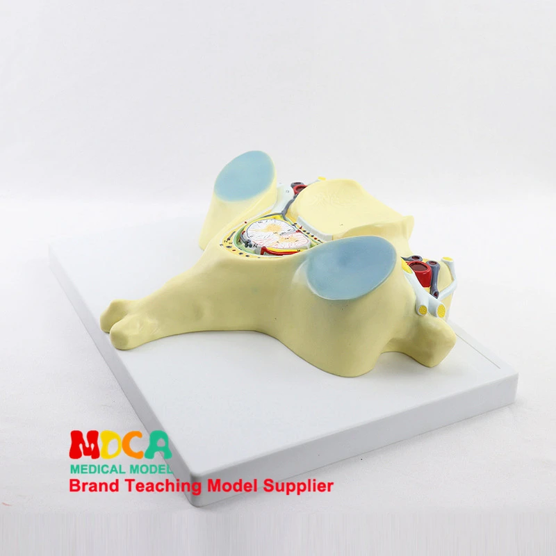 

MYZ008 Teaching of Spinal Neurology in the Fifth Cervical Spine Model of Human Skeletal Spine