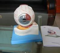 eyeball structure model eye anatomical model