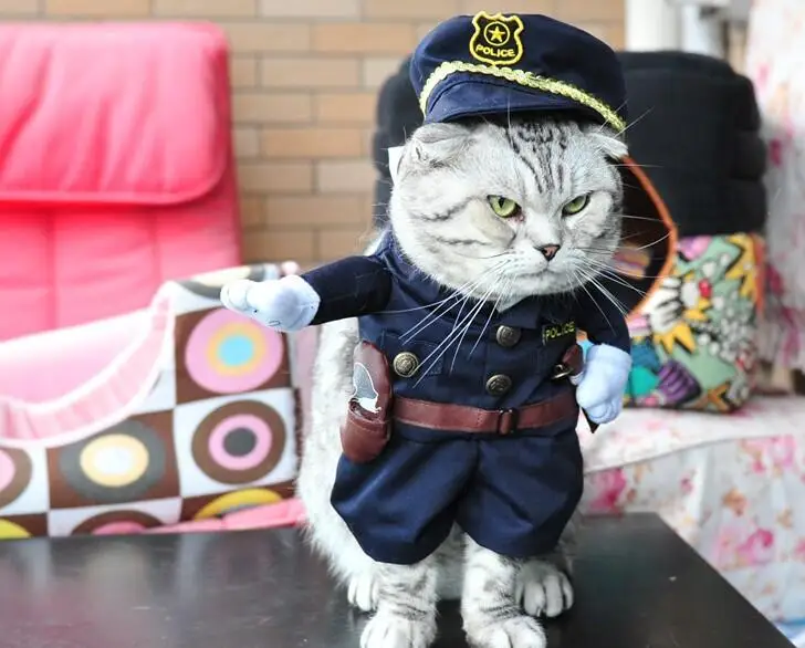 Полицейский кот