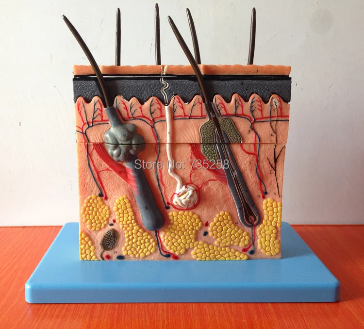 

Skin Section Model,Skin Layers Plane Model , Skin Organization Structure Model