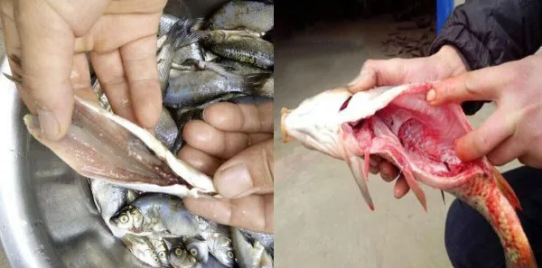 

Factory Directly Supply Automatic Fish Visra Removing Machine Sardine Fish Killing Machine