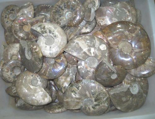 60 8lb натуральное красивое Окаменевшее аммонитом (меловидное)|ammonite fossil jewelry|fossil