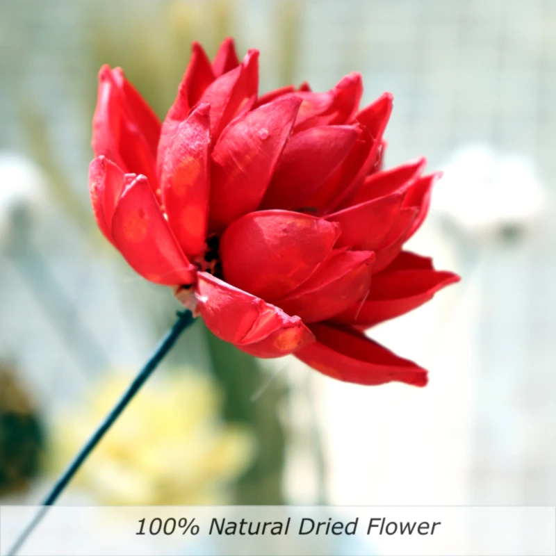 Сушеный натуральный Лотос букет сделай сам декоративный материал искусственное