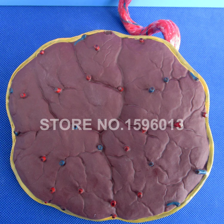 Модель кровеносной системы плода модель циркуляции крови анатомическая с