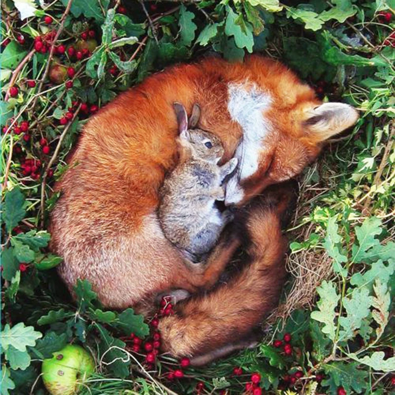 Полный квадратный круглый бриллиант 5D DIY алмазная живопись лисы и кролика