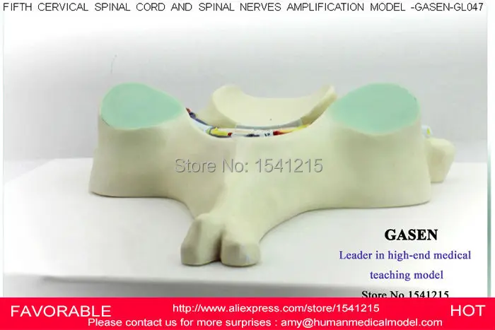 Пятая Шейная модель позвоночника спинного мозга шейного отдела для изучения вен