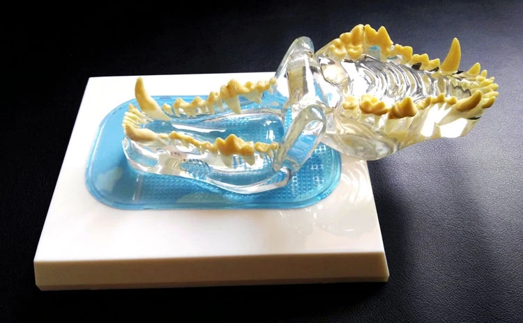 Transparent dog tooth model canine skeletal animal veterinary teaching instrument | Канцтовары для офиса и дома