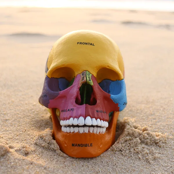 Цветная модель собранная скелета медицинской медицины череп животного анатомии