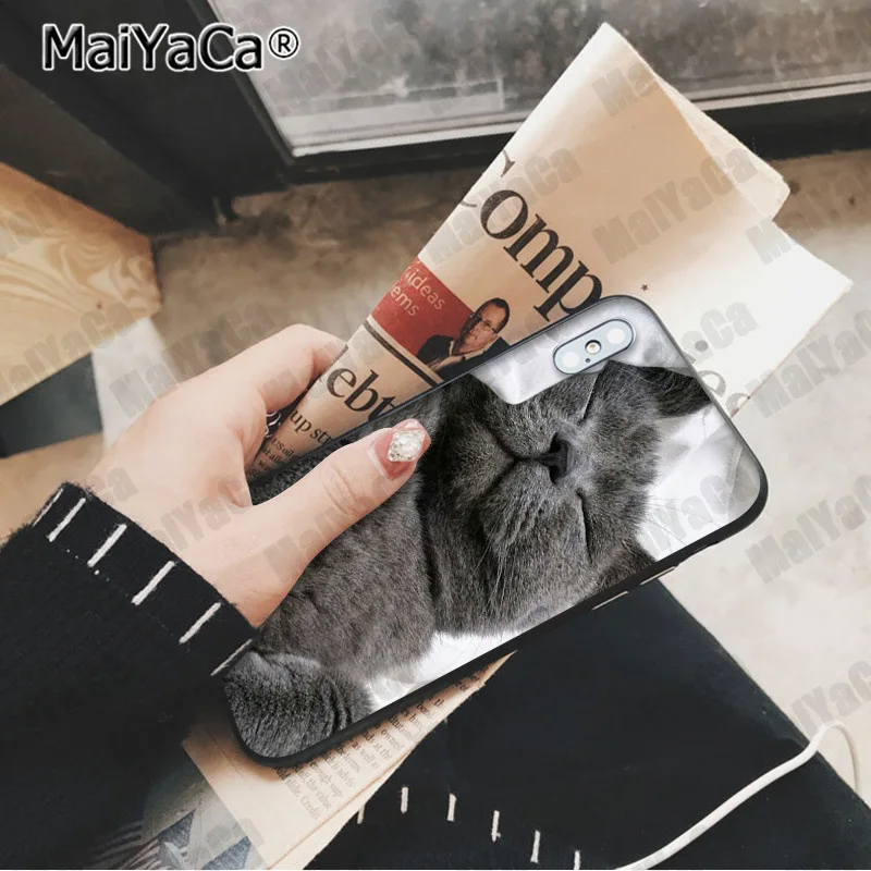 MaiYaCa милый Британский короткошерстный кот Новинка чехол для телефона Fundas чехол для Apple iphone 11 pro 8 7 66S Plus X XS MAX 5S SE XR чехол