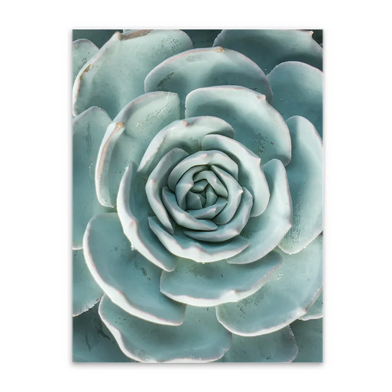 Succulent 900D постеры и принты, настенные художественные картины на холсте, настенные картины для гостиной, Скандинавское суккулентное украшение-кактус, NOR008 - Цвет: Succulent