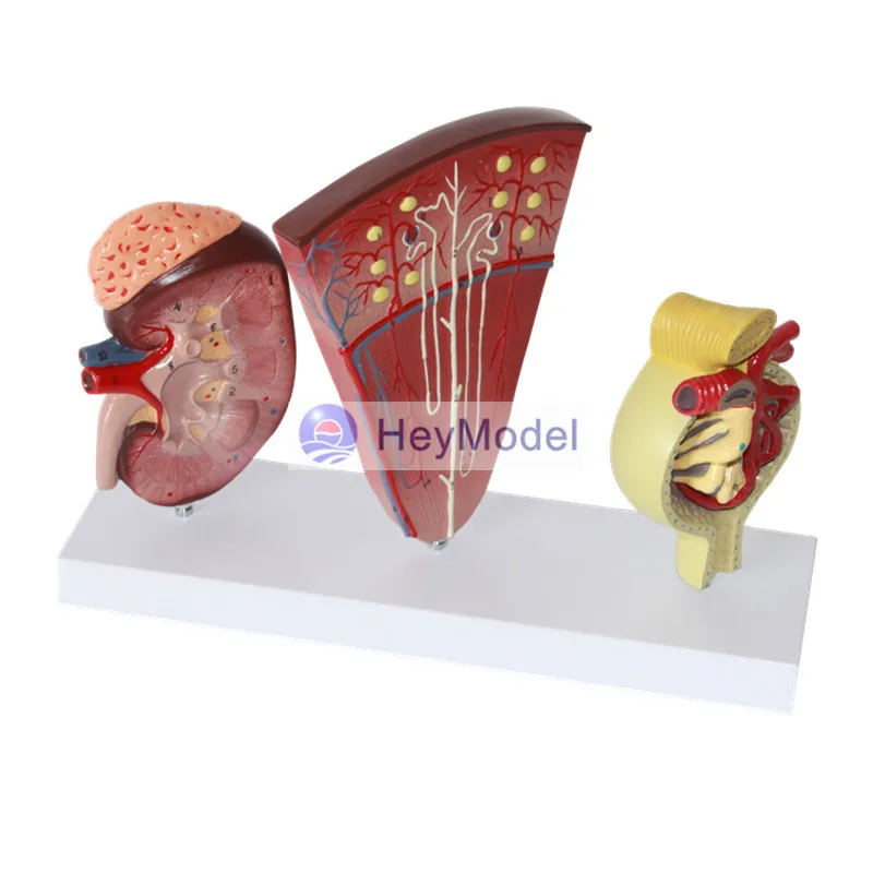 HeyModel Cecum и приложение модель ileum лимфатическая желудочно-кишечная обучающая для