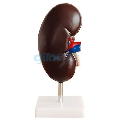 2 раза увеличенные почки человека с надпочечными железными анатомическими