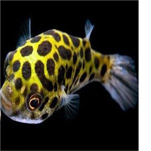 Ngryise 50 Шт Набор Aplocheilichthys Normani - Цвет: Tetraodon nigrovirid